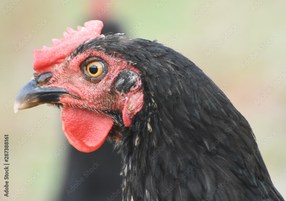 portrait of a black chicken, isolated, closeup