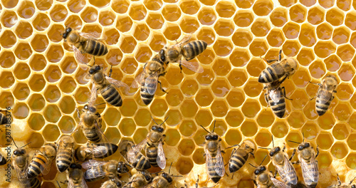  bees on honeycells © Pakhnyushchyy