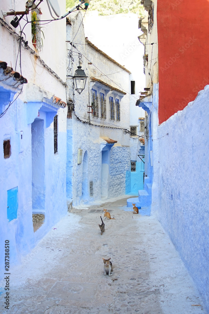 Moroccan Cats