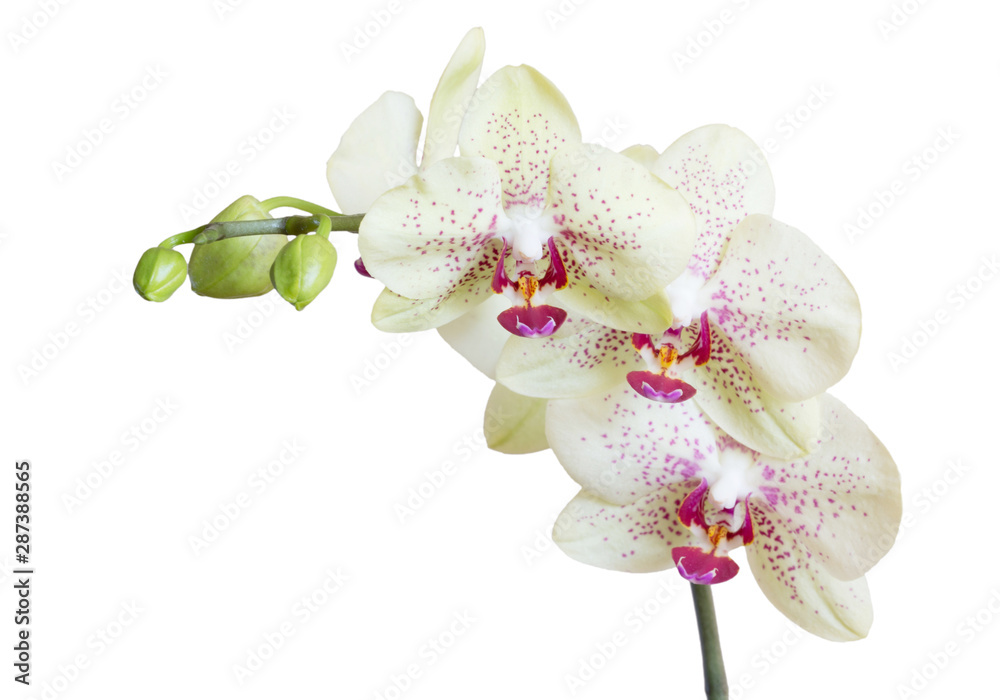  orchid - obrazy, fototapety, plakaty 