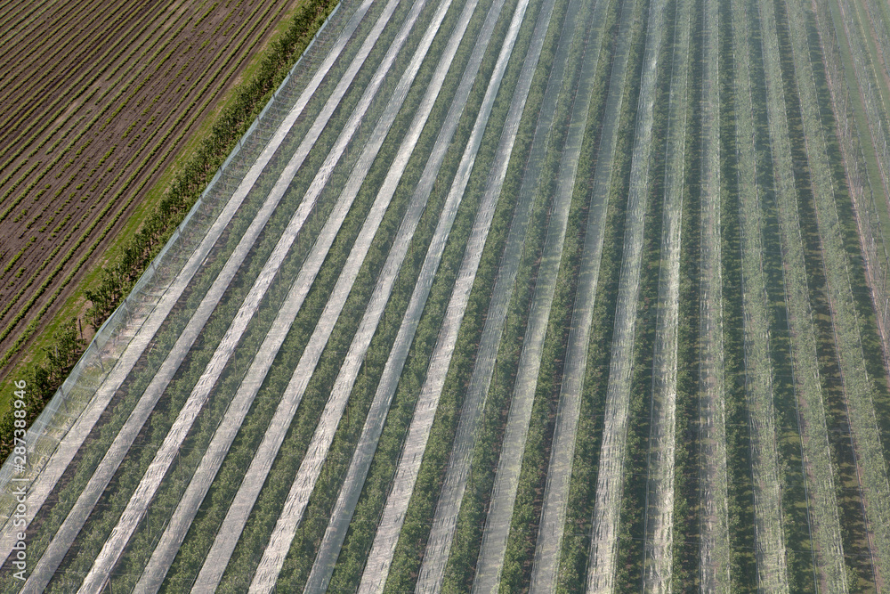 Orchard wih hail nets. Flevopolder Netherlands.. Arial as seen from windmill.. Hailnet