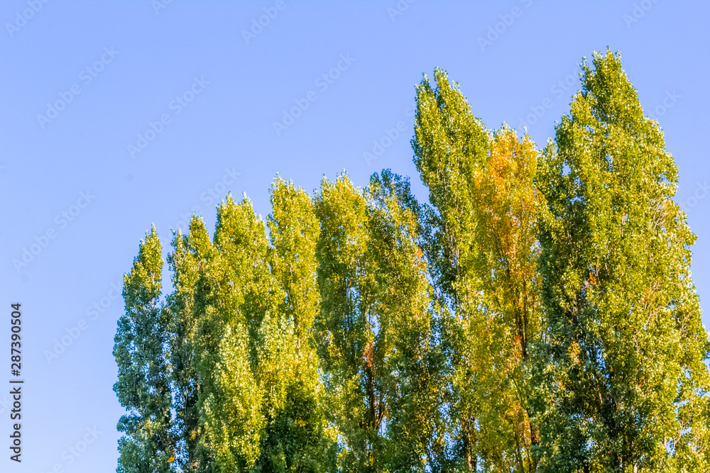 Fototapeta premium Top trees in autumn