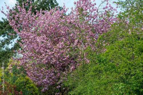 Pink blossom on a spring tree in Shenington, Oxfordshire