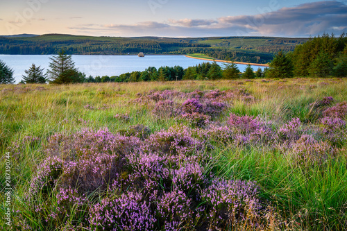 Falstone Moss overlooks Kielder Water, and Forest Park in Northumberland, which has the largest man made lake in Northern Europe. The reservoir seen here from Falstone Moss nature reserve