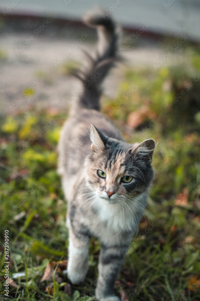 cute gray domestic cat with green eyes walks on the street, tail raised, looking at the camera