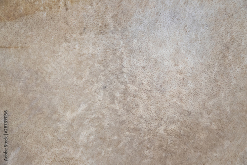 drum leather background and texture. old grunge drum skin surface. photo