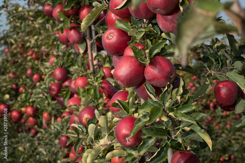Growing apples. Apple orchard. Summer.. Netherlands. Horticulture.