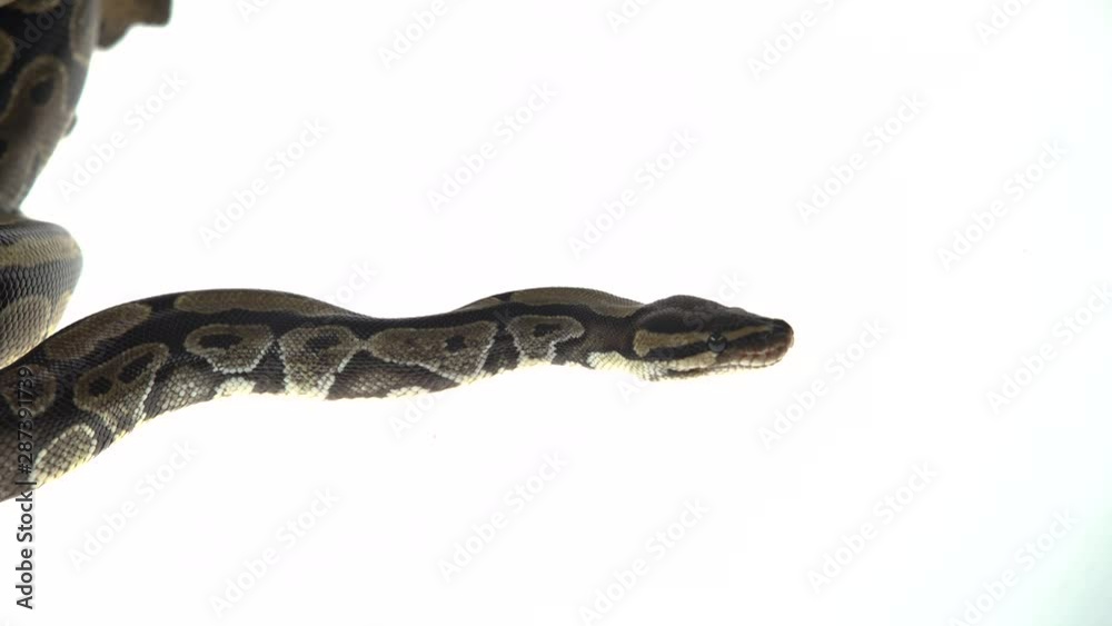 Royal Python or Python regius isolated in studio against a white background. Close up