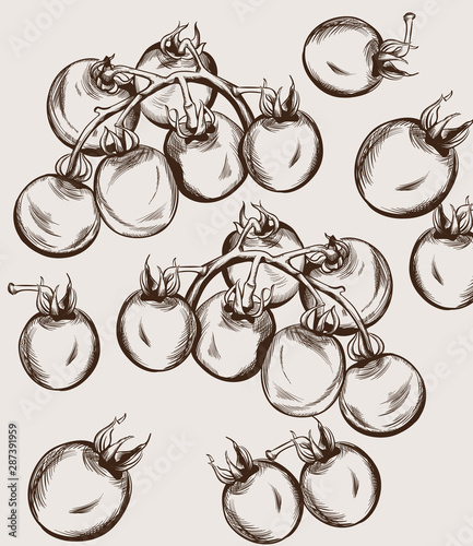 Cherry tomatoes vector line art. Autumn fall harvest illustrations
