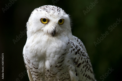 A snowy white owl