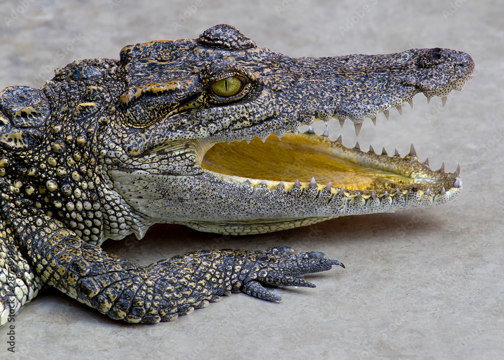 Naklejka premium Crocodiles bask in the sun. Crocodiles in the pond. Crocodile farm. Cultivation of crocodiles. Crocodile sharp teeth.