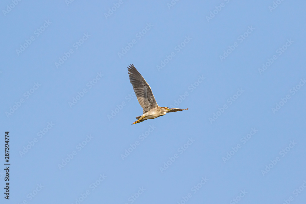 Obraz premium Black crowned night heron-Héron bihoreau (Nycticorax nycticorax)