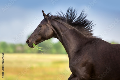 Black horse portrait in motion