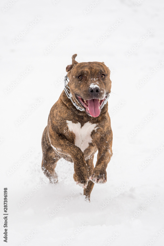 Happy striped American Staffordshire Terrier in the snow, Stafford in winter, running amstaff, jumping, redhead beautiful dog Terrier smiles and fun walks in the nature. AST in the winter