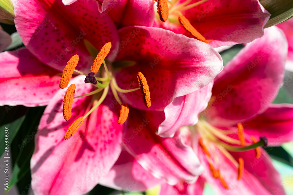 Magnificent pink oriental lilies