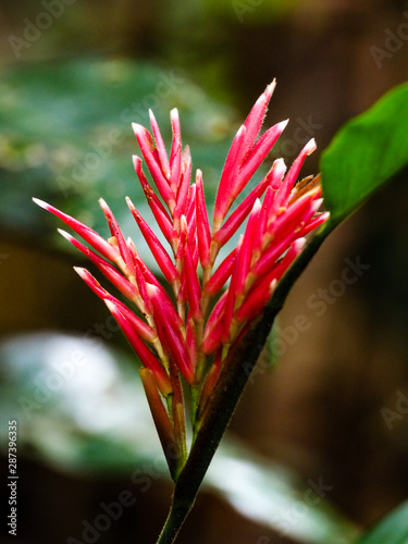 Red and green flower photo