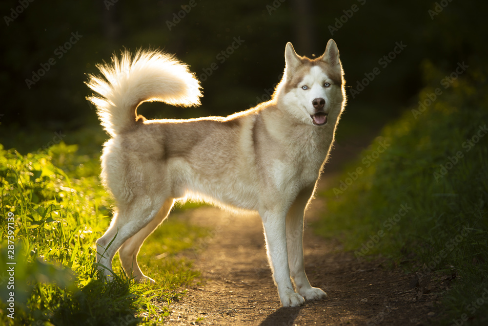 Light brown husky