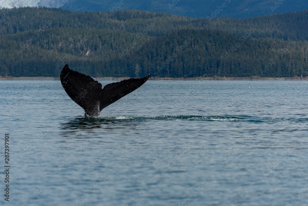 Fototapeta premium Whale watching Juneau AK