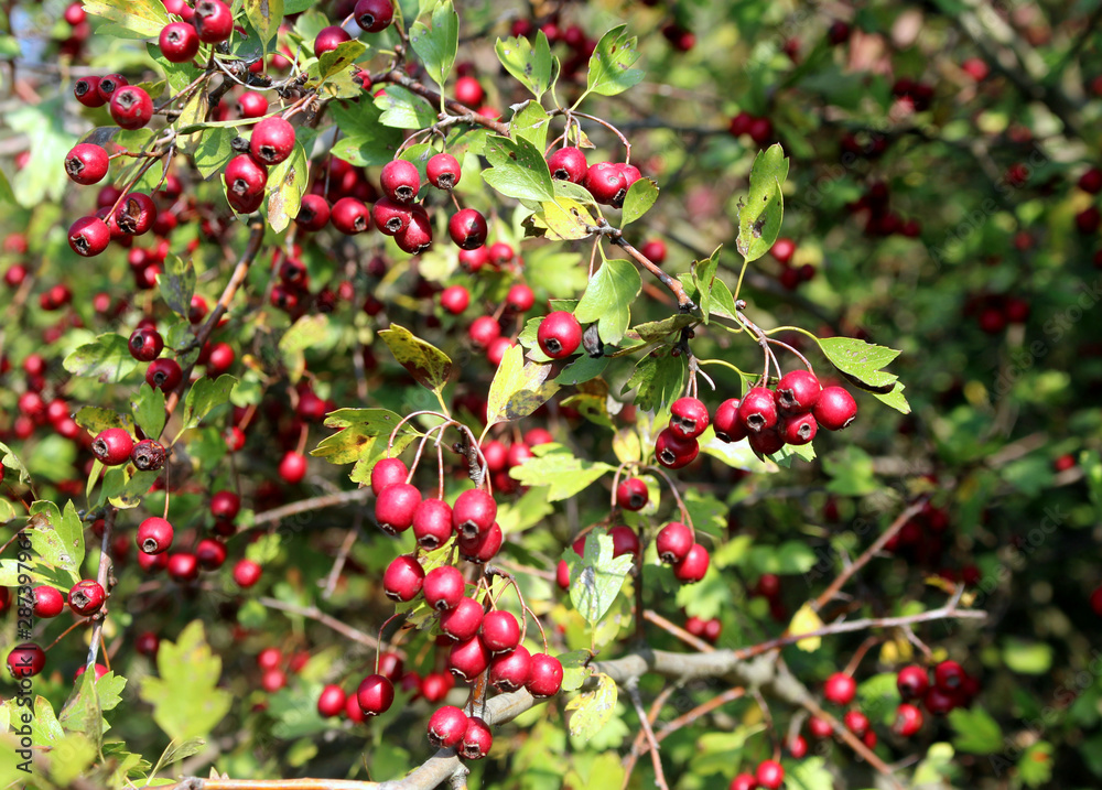 Bright red berries and green leaves on a branch of hawthorn in autumn.Healthy.