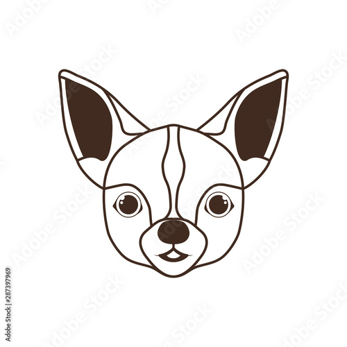 head of cute chihuahua dog on white background © grgroup