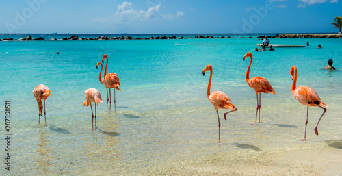 Pink flamingo on the beach from Aruba photo