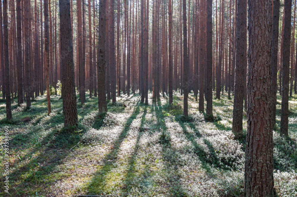 Fototapeta premium rays of the sun in a pine forest