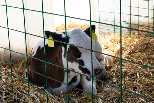 Young calf (heifer) in white calf-house diary farm.  Animal protection concept photo