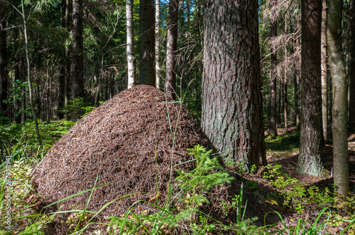 anthill under the sun in a pine forest photo