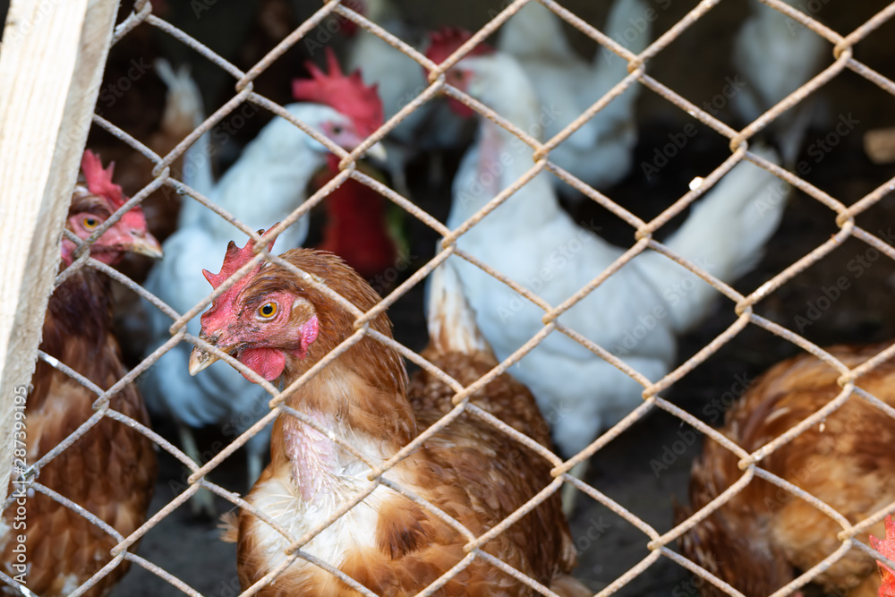 Fototapeta premium Brown and white hens behind blurry wire fence. Chicken farm. Animal protection concept