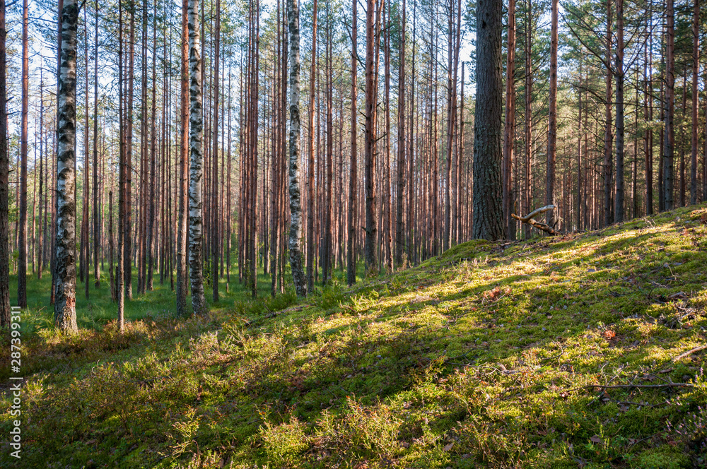 rays of the sun in a pine forest