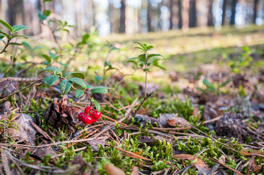 lingonberry on moss in a pine forest lingonberry on moss in a pine forest
