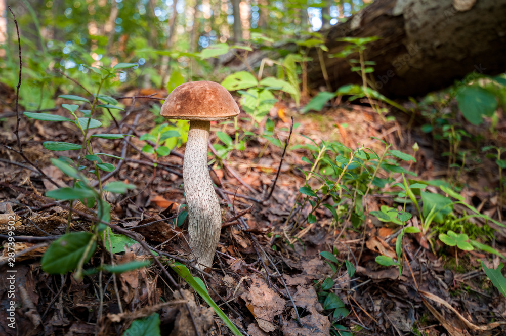edible mushrooms in the autumn forest edible mushrooms in the autumn forest