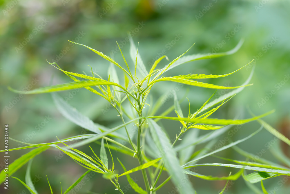Fototapeta premium Green marijuana leafs in nature., herbal plant