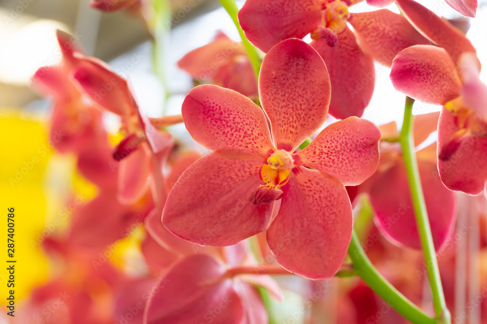 Mokara orchid flower in garden Mokara orchid flower in garden