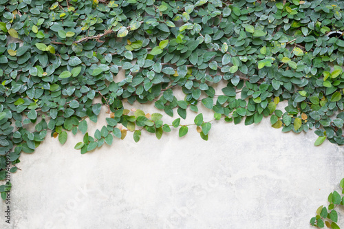 Green creeper plant on white wall creates beautiful background
