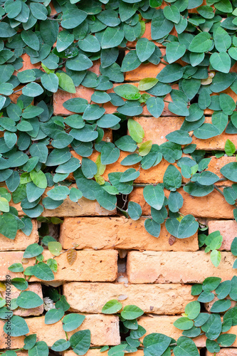 Red blickwall pattern covered by creeper plant