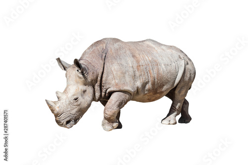 Rhinoceros,animal or wildlife concept.