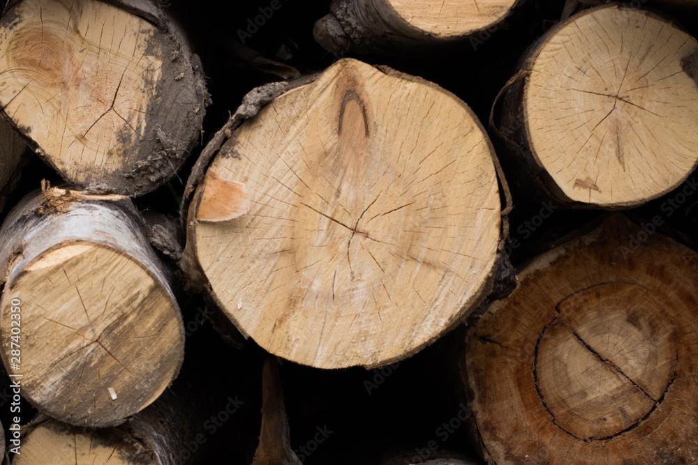 Naklejka premium tree trunk in the forest background