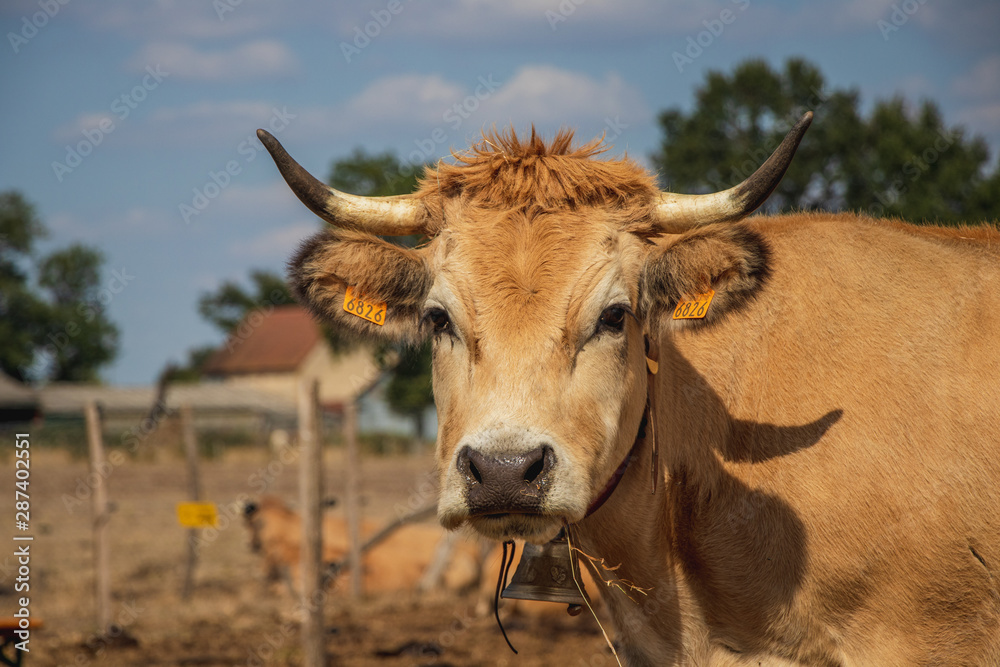Vache laitière Vache laitière