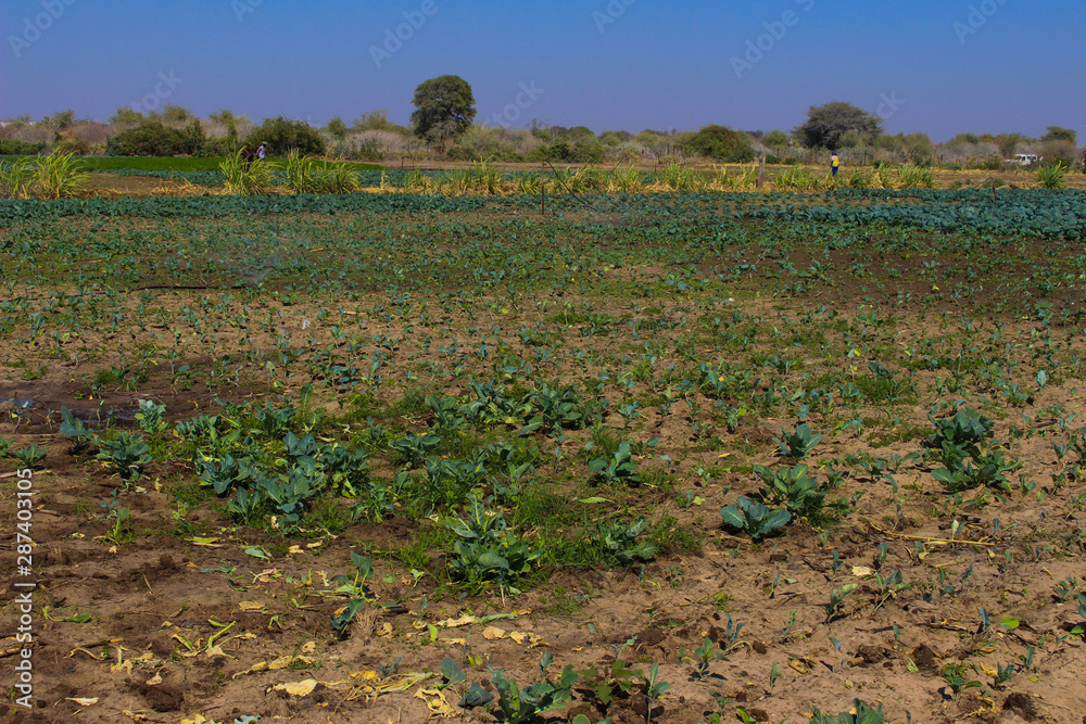 Fototapeta premium field in spring
