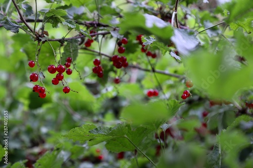 red currants on his tree