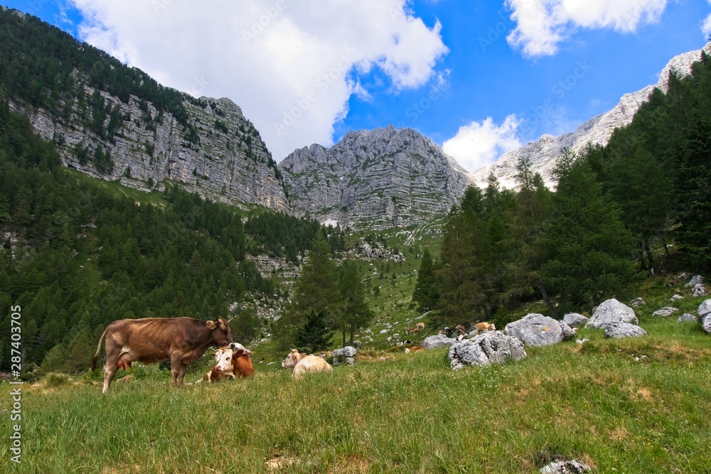 Small herd of cows grazing on a mountain pasture.Alps Italy.