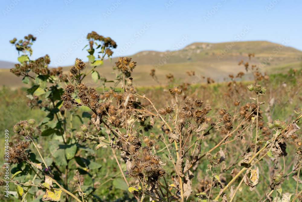 Arctium lappa bush in September Arctium lappa bush in September