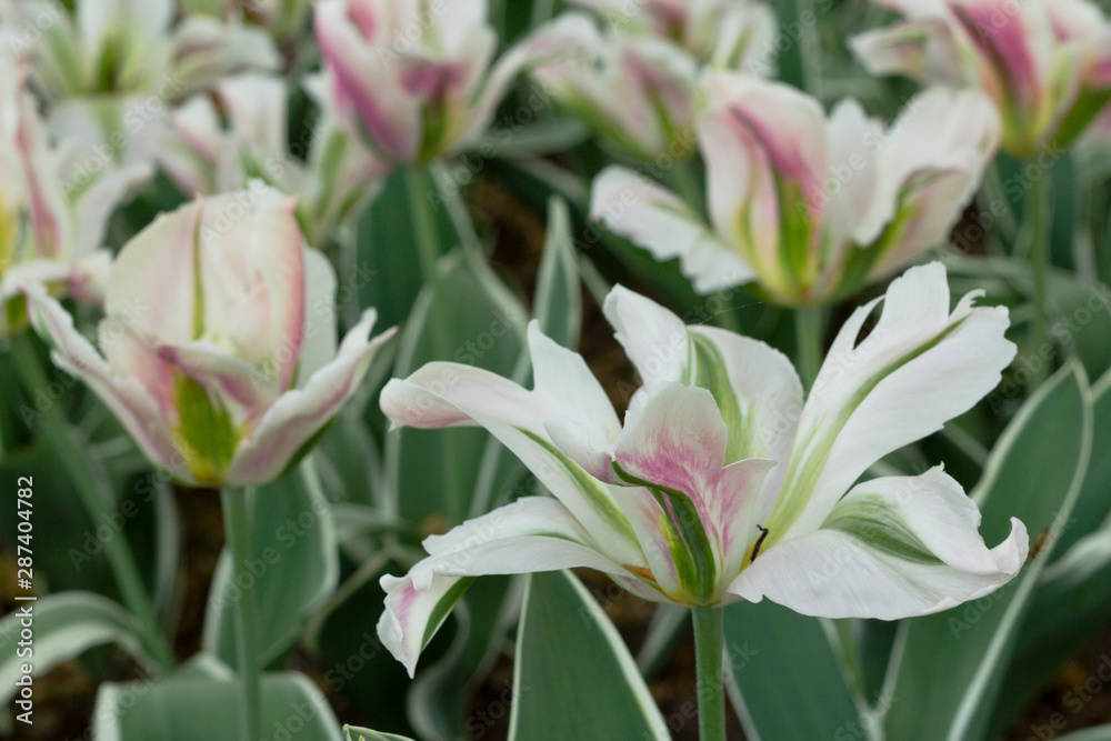 Obraz premium Tulip