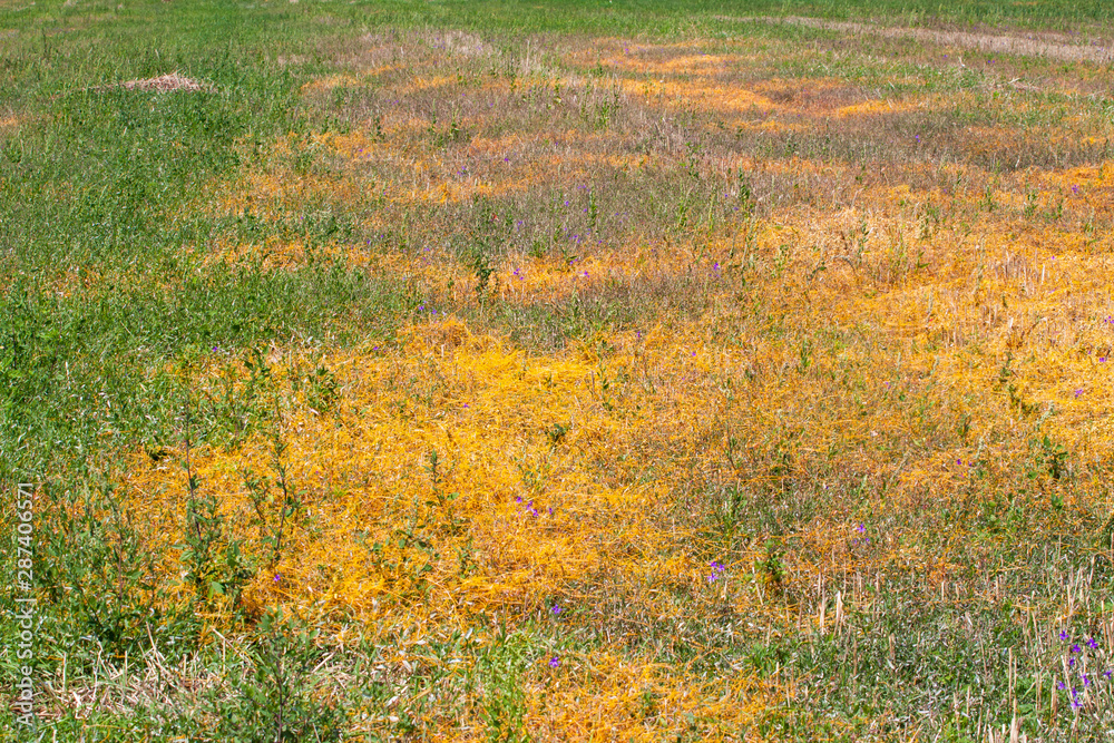 Dodder Genus Cuscuta is The parasite wraps the stems of plant cultures with yellow threads and sucks out the vital juice and nutrients Dodder Genus Cuscuta is The parasite wraps the stems of plant cultures with yellow threads and sucks out the vital juice and nutrients