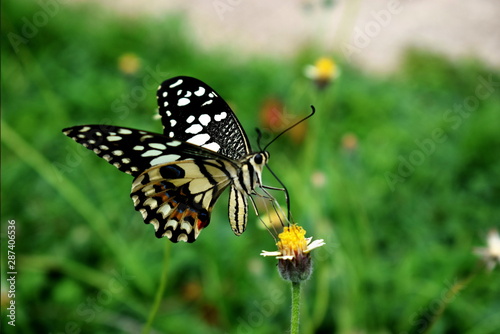 black butterfly on a little flower by closeup © Thanasarn