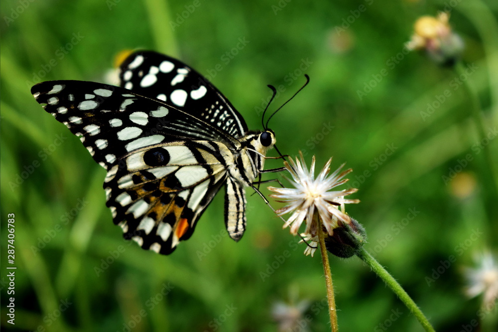 black and white butterfly on little white flower black and white butterfly on little white flower