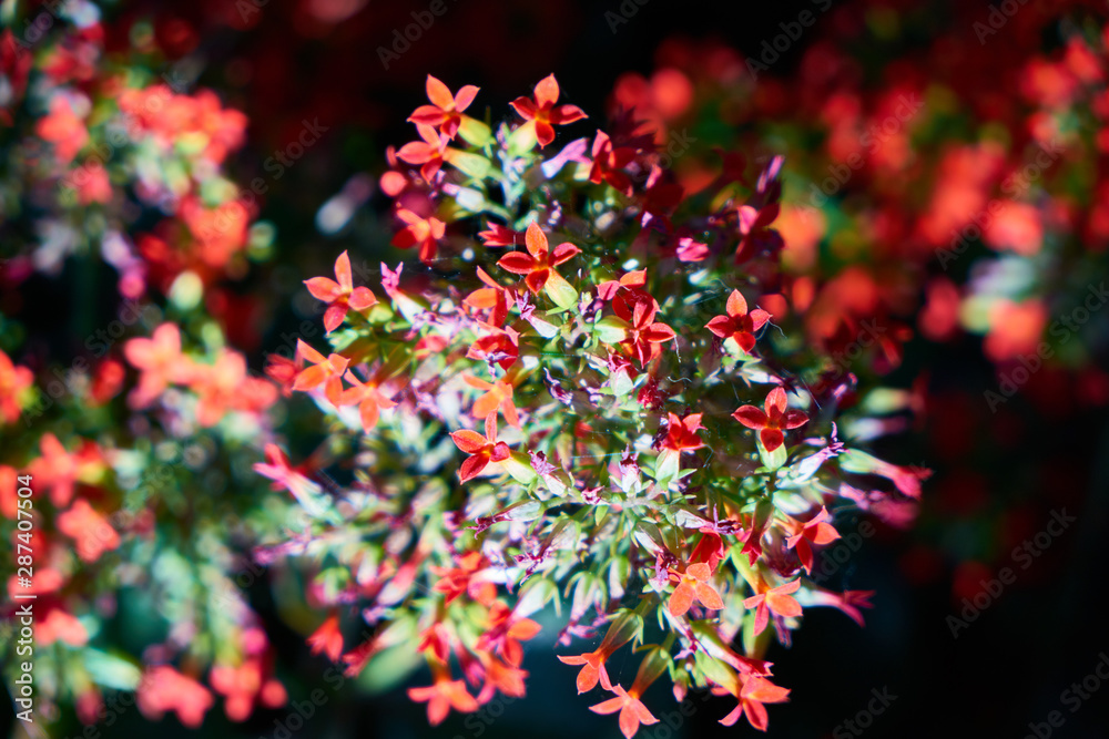 red flowers close up and background