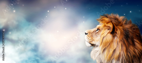 African lion and night in Africa. Savannah moonlight landscape, king of animals. Portrait of proud dreaming fantasy leo in savanna looking forward on stars. Majestic dramatic spectacular starry sky.