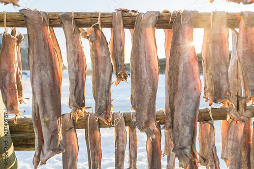 Cod on drying rack to produce stockfish, near the harbor in the town of Svolvaer, island Austvagoya. The Lofoten islands in northern Norway during winter. Scandinavia, Norway